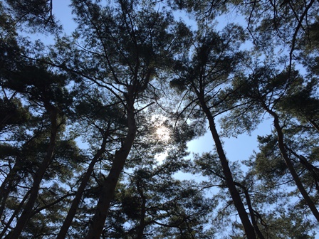 木洩れ日.jpeg 木洩れ日.jpeg